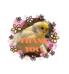 インコのリモン（個別スタンプ：40）