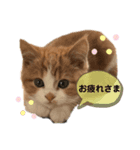 ✩ルナのスタンプ✩（個別スタンプ：1）