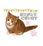 ✩ルナのスタンプ✩（個別スタンプ：2）