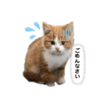 ✩ルナのスタンプ✩（個別スタンプ：5）