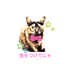 micinya（個別スタンプ：5）
