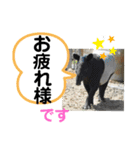 たけしのスタンプ 挨拶3（個別スタンプ：9）