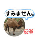 たけしのスタンプ 挨拶3（個別スタンプ：13）