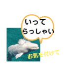 たけしのスタンプ 挨拶3（個別スタンプ：17）