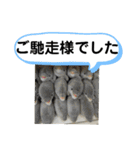たけしのスタンプ 挨拶3（個別スタンプ：19）