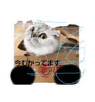 momoooooooooooo（個別スタンプ：1）