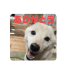 モカさんスタンプ_2（個別スタンプ：1）