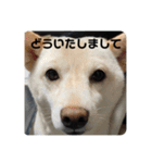 モカさんスタンプ_2（個別スタンプ：2）
