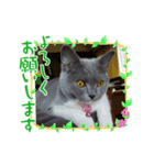 猫のムギちゃん（個別スタンプ：3）