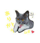 猫のムギちゃん（個別スタンプ：4）