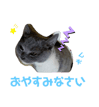 猫のムギちゃん（個別スタンプ：5）
