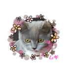 猫のムギちゃん（個別スタンプ：6）