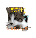 ハチワレMIXネコの独り言（個別スタンプ：7）