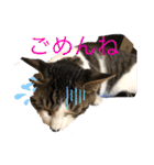 ハチワレMIXネコの独り言（個別スタンプ：9）