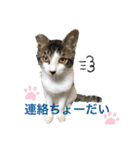 ハチワレMIXネコの独り言（個別スタンプ：10）