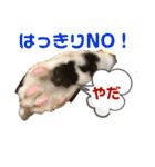 ハチワレMIXネコの独り言（個別スタンプ：18）