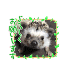 めーぷるとちくわ♪（個別スタンプ：5）