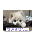めーぷるとちくわ♪（個別スタンプ：14）