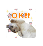 ぷっちとまろ（個別スタンプ：8）