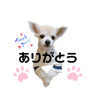 チィーぐらし（個別スタンプ：1）