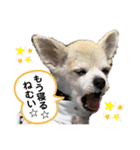 チィーぐらし（個別スタンプ：5）