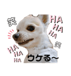 チィーぐらし（個別スタンプ：6）