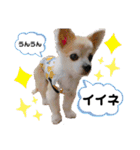 チィーぐらし（個別スタンプ：9）