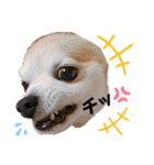チィーぐらし（個別スタンプ：10）