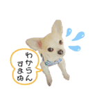 チィーぐらし（個別スタンプ：13）