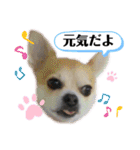 チィーぐらし（個別スタンプ：14）