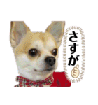 チィーぐらし（個別スタンプ：15）