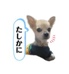 チィーぐらし（個別スタンプ：16）