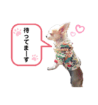 チィーぐらし（個別スタンプ：17）