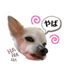 チィーぐらし（個別スタンプ：20）