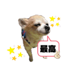 チィーぐらし（個別スタンプ：22）