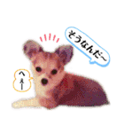 チィーぐらし（個別スタンプ：23）