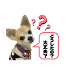 チィーぐらし（個別スタンプ：24）