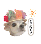 チィーぐらし（個別スタンプ：26）