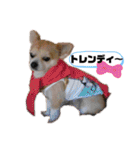 チィーぐらし（個別スタンプ：33）