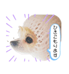 チィーぐらし（個別スタンプ：34）