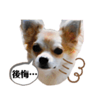 チィーぐらし（個別スタンプ：36）