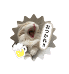 マニ（個別スタンプ：12）