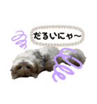 マニ（個別スタンプ：17）
