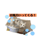 マニ（個別スタンプ：21）