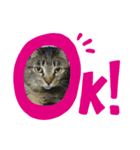 ねこのちぃさん！1（個別スタンプ：2）