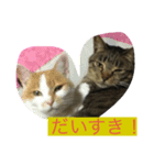 ねこのちぃさん！1（個別スタンプ：3）