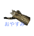 ねこのちぃさん！1（個別スタンプ：4）
