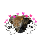 ねこのちぃさん！1（個別スタンプ：5）