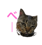 ねこのちぃさん！1（個別スタンプ：6）