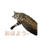 ねこのちぃさん！1（個別スタンプ：7）